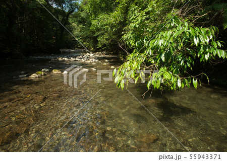 緑の木と奥十曽渓谷の清流 緑の木と奥十曽渓谷の清流 55943371