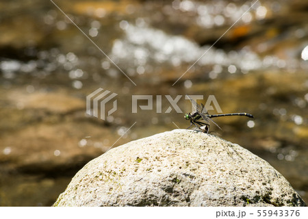 沢をバックにコオニヤンマ 沢をバックにコオニヤンマ 55943376