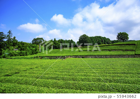 茶畑（夏） 55943662