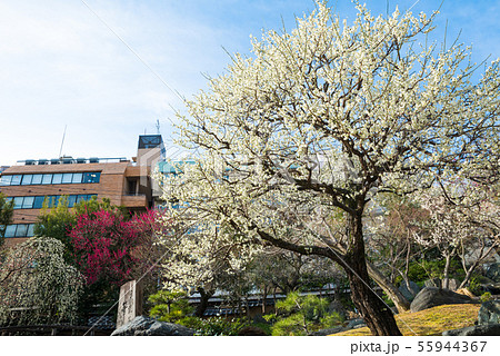 湯島天満宮 湯島天神 梅まつり 東京都文京区 19年2月の写真素材