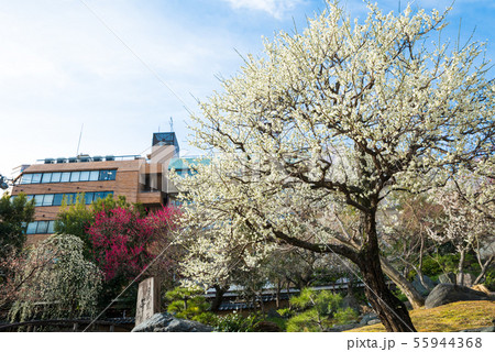 湯島天満宮 湯島天神 梅まつり (東京都文京区) 2019年2月 湯島天満宮 湯島天神 梅まつり (東京都文京区) 2019年2月 55944368
