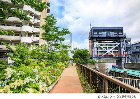 隅田川(夏) 隅田川(夏) 55944856