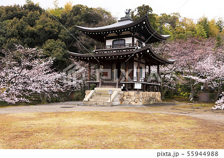 4月 初夏の勧修寺 かじゅうじ 京都の桜 の写真素材