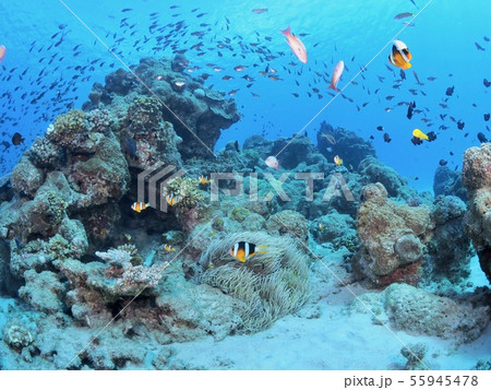 加計呂麻島の海 55945478