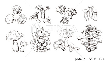 Hand drawn mushrooms. Vintage sketch of shiitake champignon fungus chanterelle, isolated organic 55946124