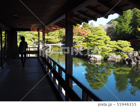晩秋の庭園(兵庫県姫路市・好古園) 晩秋の庭園(兵庫県姫路市・好古園) 55946355