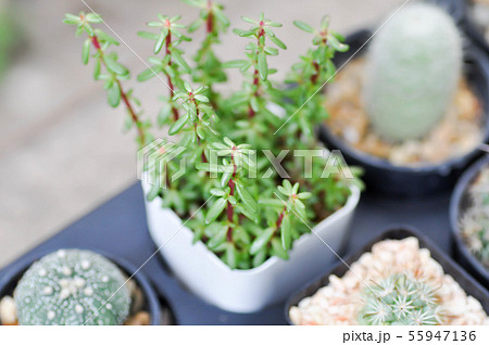 Succulent plants ,cactus in the flower 55947136