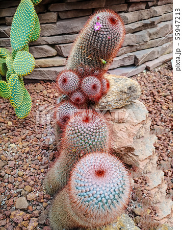Melocactus (melon cactus), also known as the Melocactus (melon cactus), also known as the 55947213