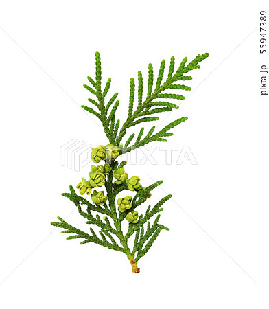 Twig of thuya with buds Twig of thuya with buds 55947389