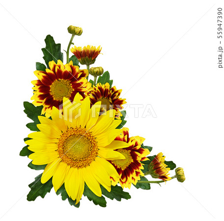 Sunflower, yellow and red chrysanthemum flowers, 55947390