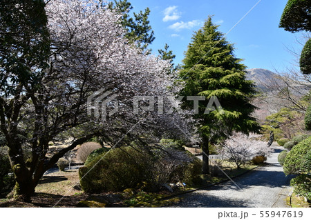 箱根の春 55947619