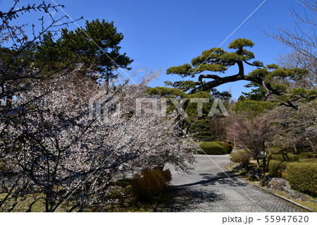 箱根の春 55947620