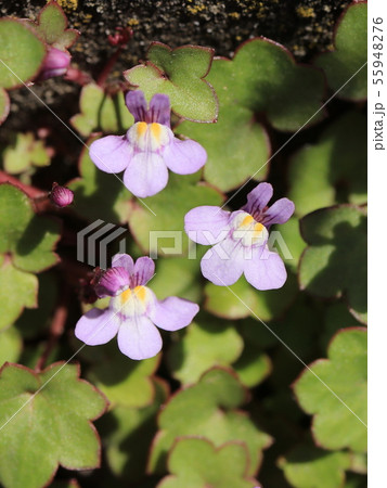 ツタバウンランの花 ツタバウンランの花 55948276