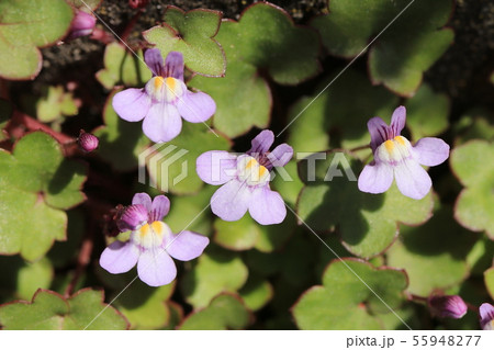 ツタバウンランの花 ツタバウンランの花 55948277