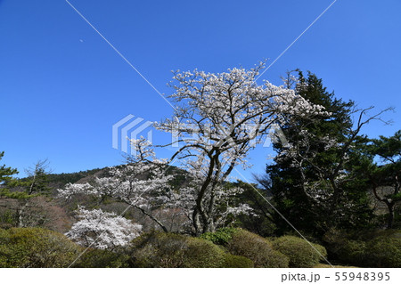 箱根の春 55948395