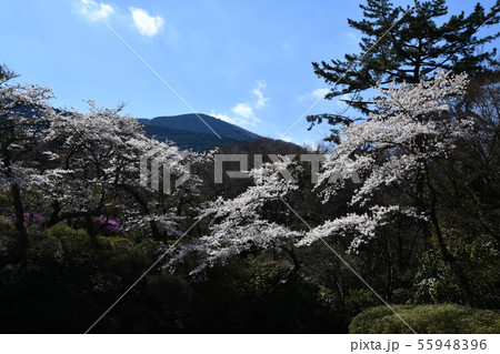 箱根の春 55948396