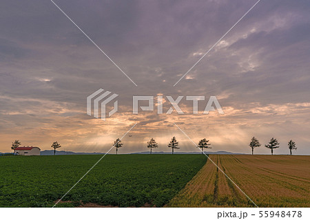 女満別メルヘンの丘 55948478