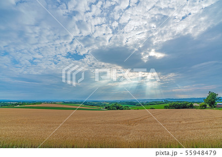 美幌町の麦畑 55948479