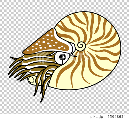 オウムガイ 深海魚 キャラクター イラストのイラスト素材