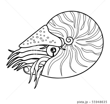 オウムガイ 深海魚 キャラクター ぬりえ イラストのイラスト素材