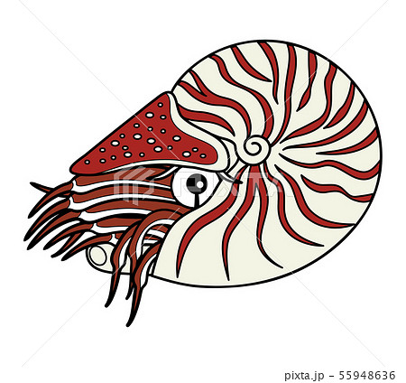 オウムガイ 深海魚 キャラクター イラストのイラスト素材 55948636 Pixta