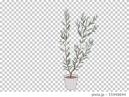 Olive Interior Stock Illustration