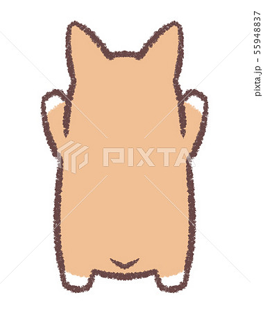 コーギーのびる 55948837