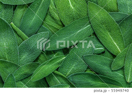 close up a herb sage leaf abstract texture close up a herb sage leaf abstract texture 55949740