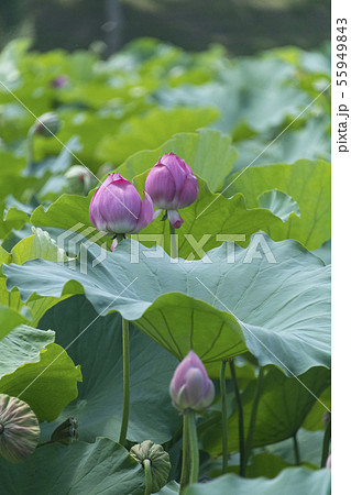 ハスの蕾 ハスの蕾 55949843