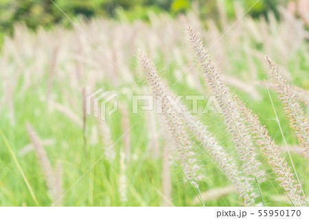 grass flower in the garden 55950170