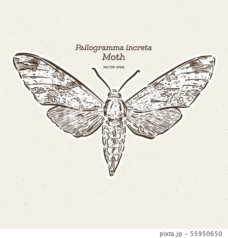 Psilogramma increta, the plain grey hawkmoth, hand 55950650