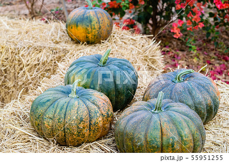 Fresh pumpkin big size 55951255