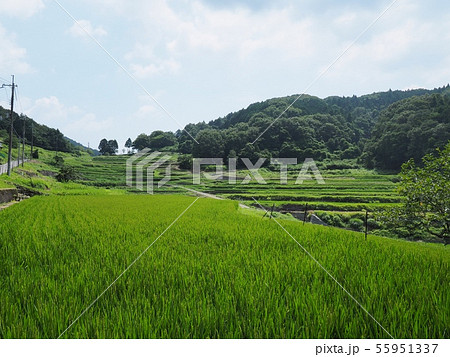 夏の棚田 乙大木谷の棚田 日本の棚田100選 夏の水田 夏の棚田 乙大木谷の棚田 日本の棚田100選 夏の水田 55951337