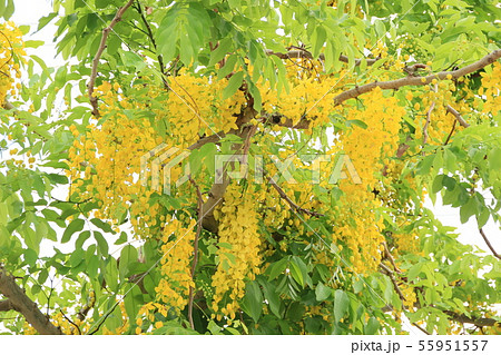 ゴールデンシャワー満開 55951557