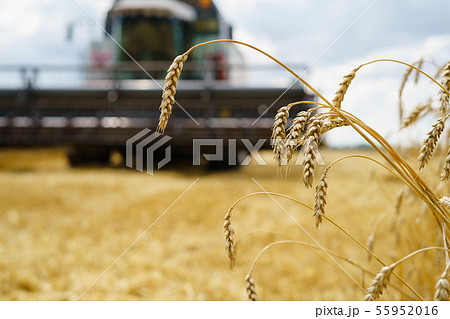 Combine harvester harvests ripe wheat. agriculture tractor 55952016