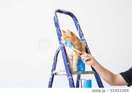 Repair, painting the walls, the cat sits on the stepladder. Funny picture Repair, painting the walls, the cat sits on the stepladder. Funny picture 55952369