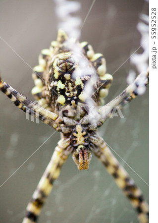 Argiope lobata Araneidae 55952528