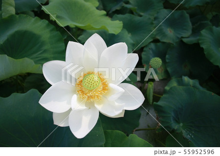 れんこんの花 はすの花 れんこんの花 はすの花 55952596