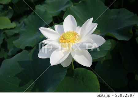 れんこんの花 はすの花 55952597