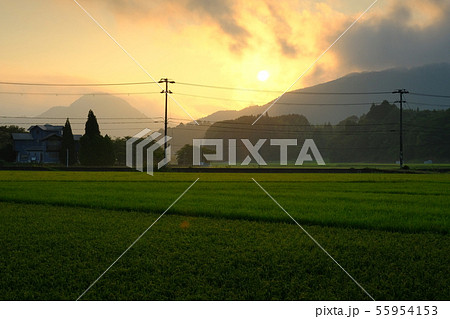 夜明けの水田（奈良県宇陀市） 55954153