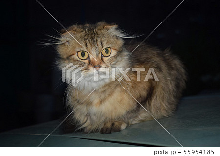Cat At Night , Night Life Of Animals 55954185