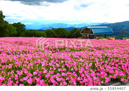 ひるがのピクニックガーデン　ペチュニア 55954407