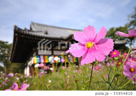 『コスモス寺』　～般若寺6 55954810