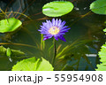 睡蓮 55954908