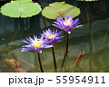 アレクシス 55954911
