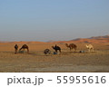 サハラ砂漠とラクダ 55955616