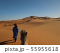 サハラ砂漠とラクダ引き 55955618
