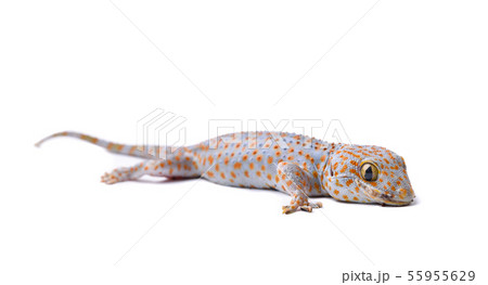 Gecko isolated on white background Gecko isolated on white background 55955629