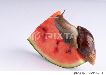 Giant African land snail eating watermelon, on a 55956201