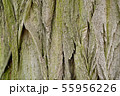 Texture of a very old tree, wallpaper clouse up 55956226